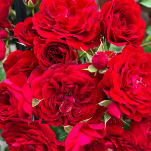 CRIMSON SILHOUETTE®
