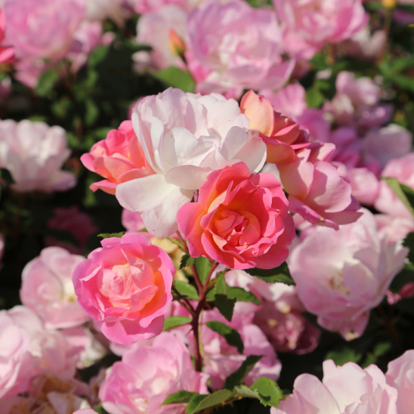Pink CHANTILLY® var. Meilevire
