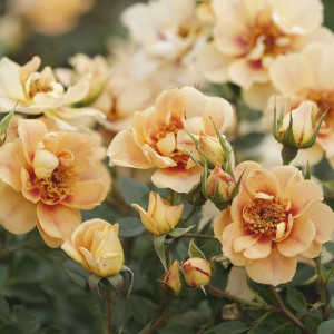 MEhiläisparatiisi ROSE® Bernstein