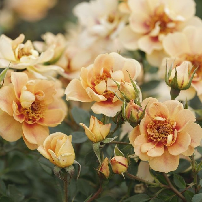 MEhiläisparatiisi ROSE® Bernstein