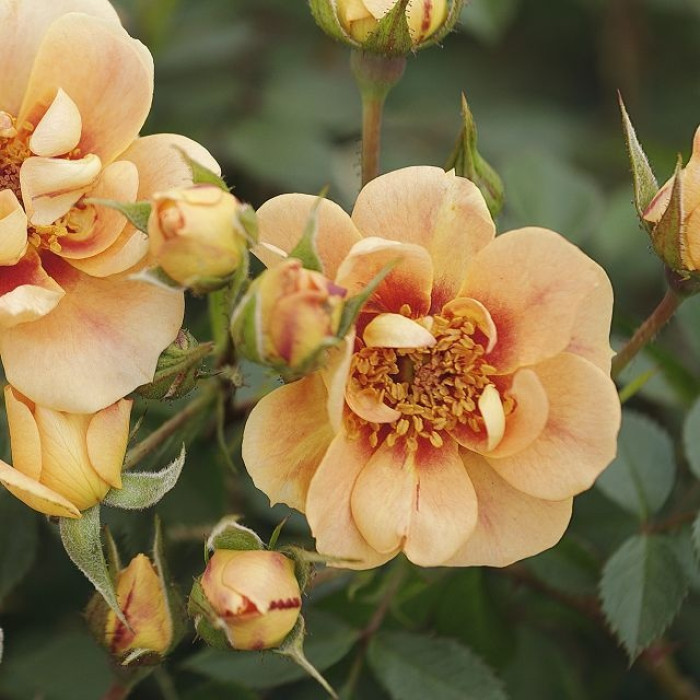 MEhiläisparatiisi ROSE® Bernstein