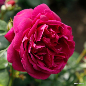 ELISE®:lle