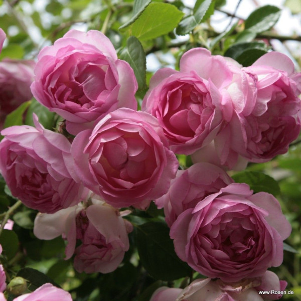 JASMINE®