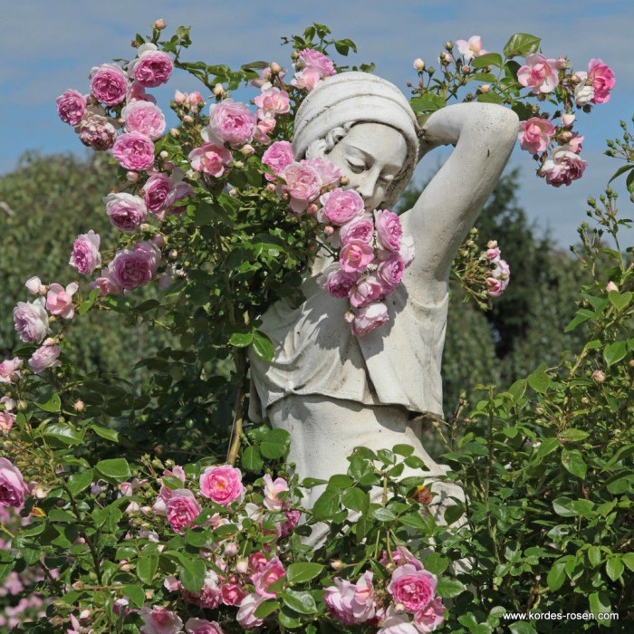 JASMINE®
