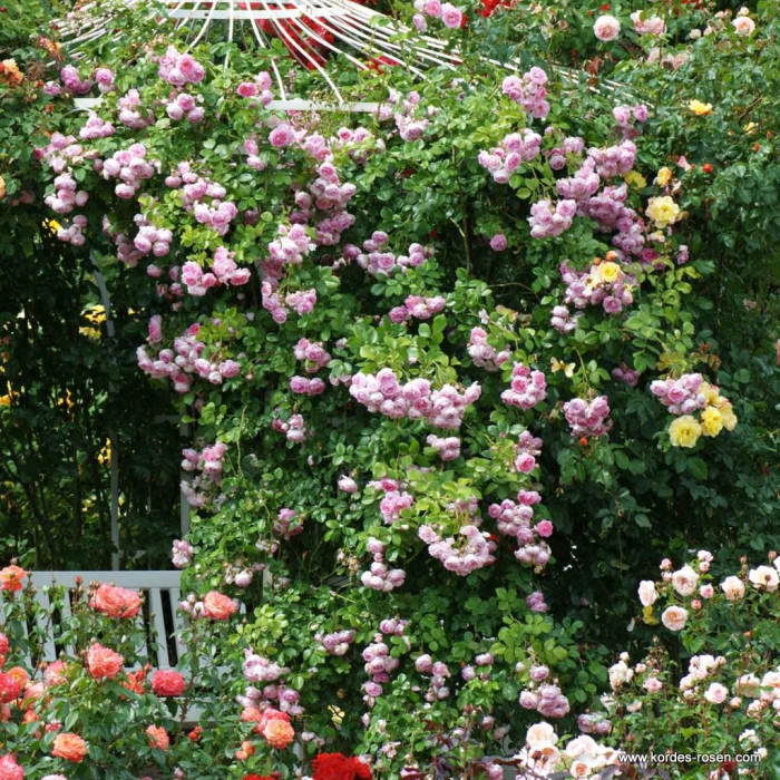 JASMINE®