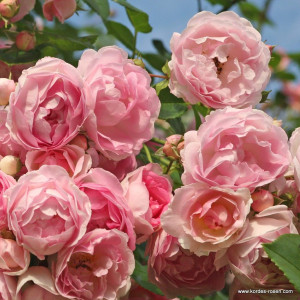 JASMINE®