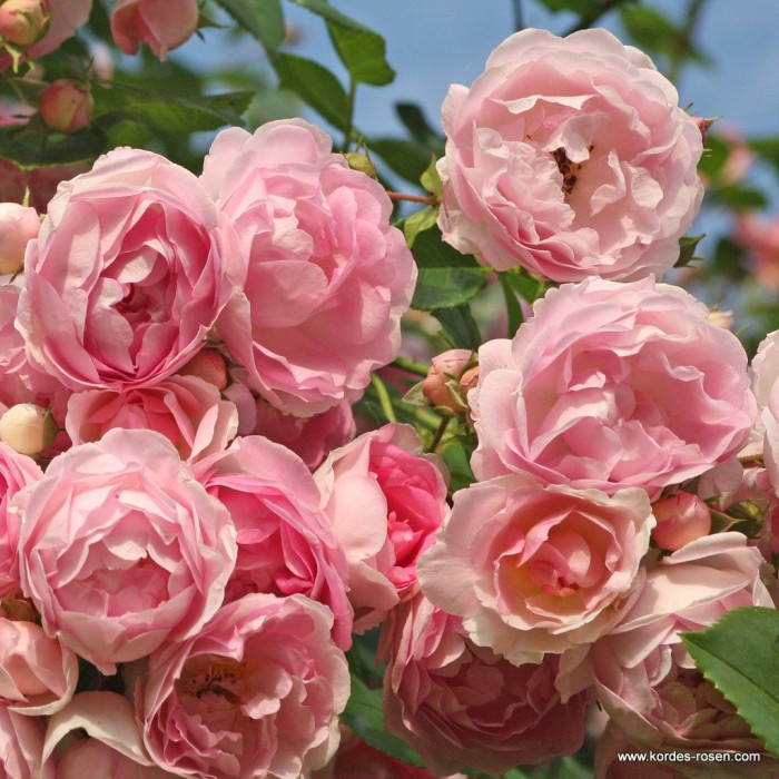 JASMINE®