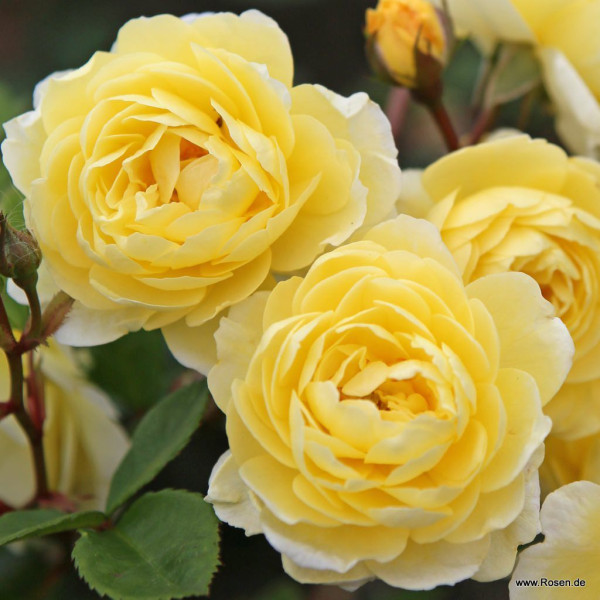 LEMON SILHOUETTE®