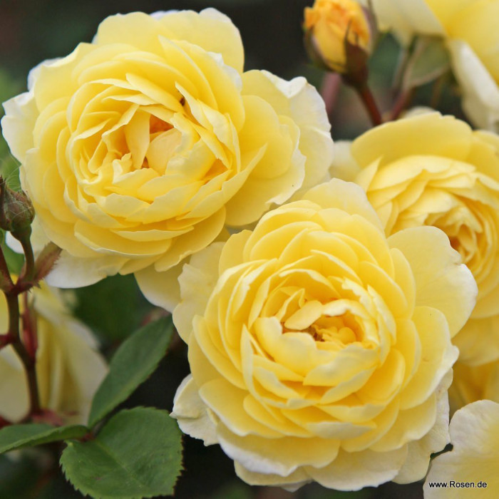 LEMON SILHOUETTE®