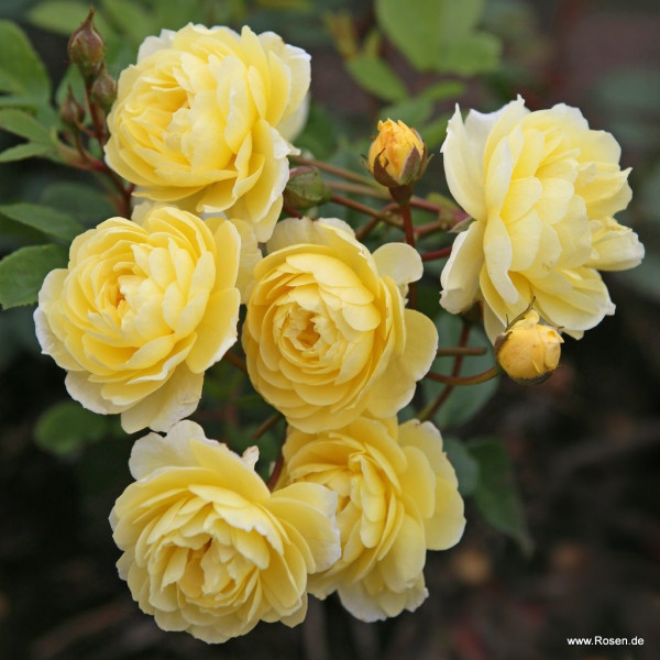 LEMON SILHOUETTE®