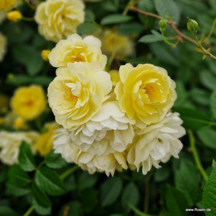 LEMON SILHOUETTE®