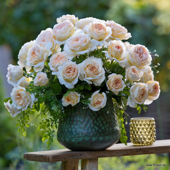 MARSIPANI®