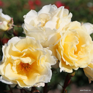 mentor-rose