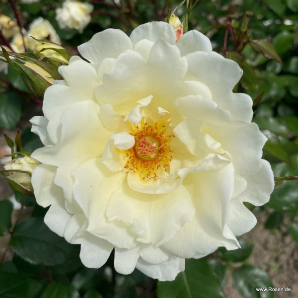 mentor-rose