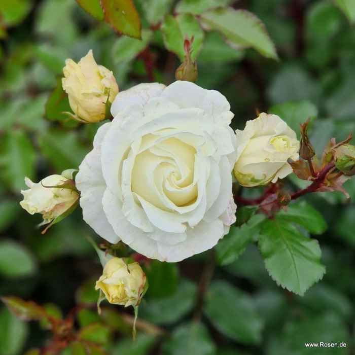 mentor-rose
