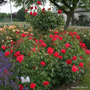 ROSENHEIM® LOPPU