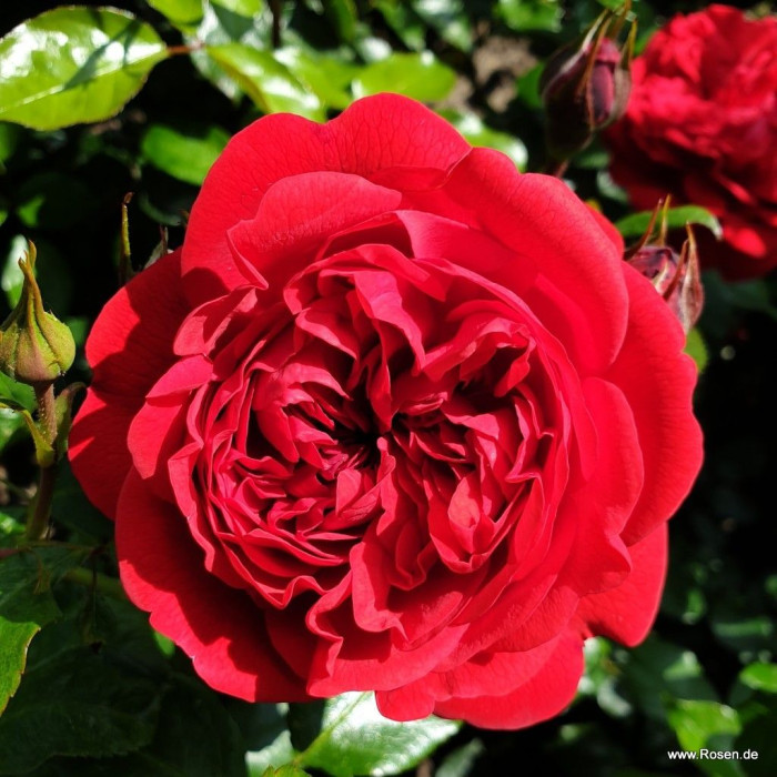 ROSENHEIM® LOPPU
