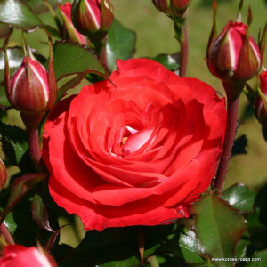 PLANTEN AND BLOMEN®