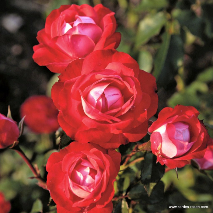 PLANTEN AND BLOMEN®