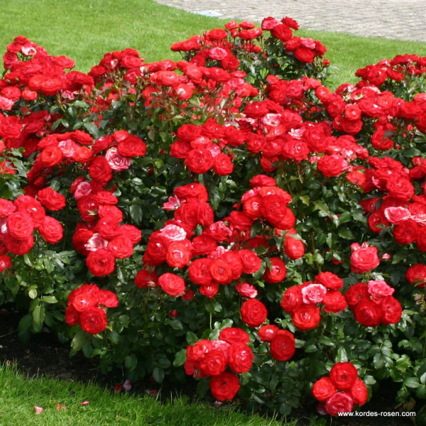 PLANTEN AND BLOMEN®