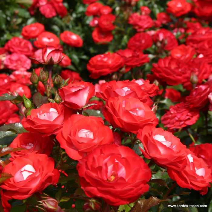 PLANTEN AND BLOMEN®