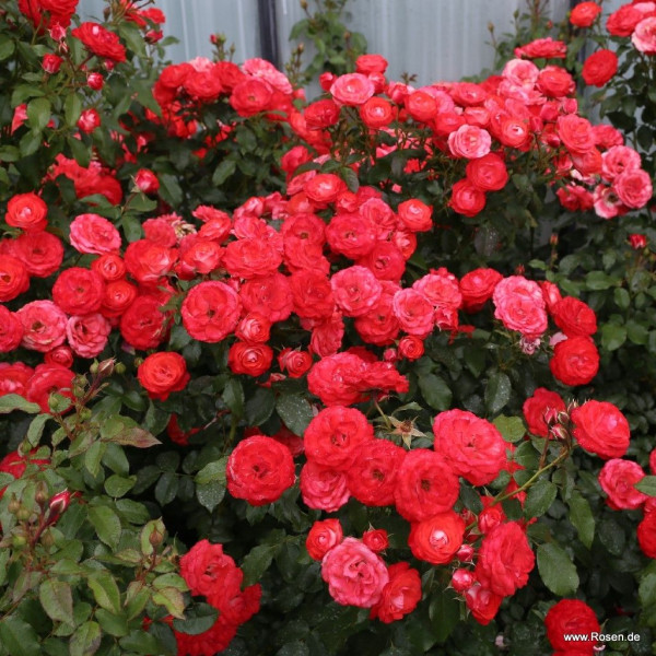 PLANTEN AND BLOMEN®