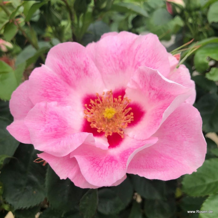 NÄHETÄÄN® roséssa