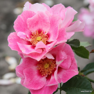 NÄHETÄÄN® roséssa