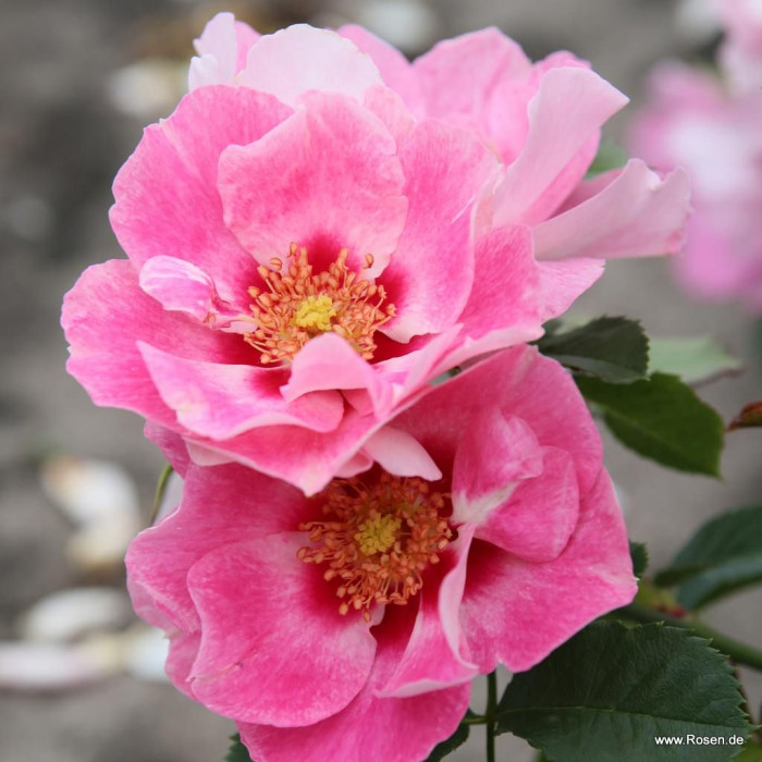 NÄHETÄÄN® roséssa