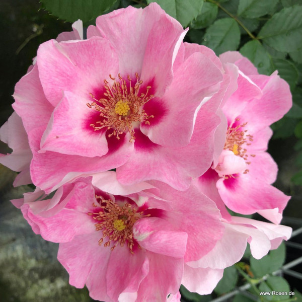 NÄHETÄÄN® roséssa