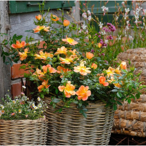 BEES PARADISE ROSE® Aprikoosi