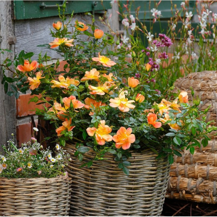 BEES PARADISE ROSE® Aprikoosi