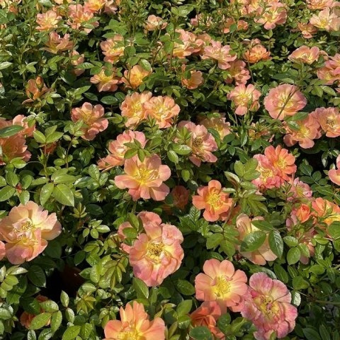 BEES PARADISE ROSE® Aprikoosi