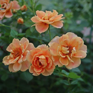 MEhiläisparatiisi ROSE® Bernstein