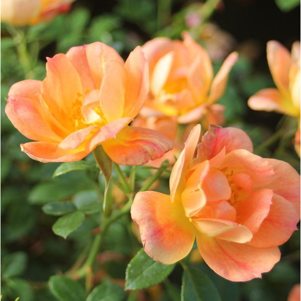 BEES PARADISE ROSE® Aprikoosi