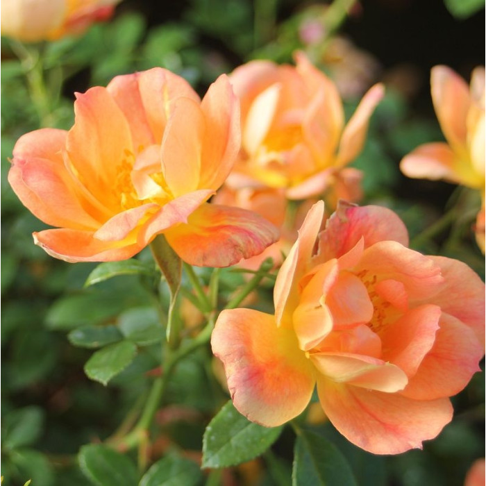 BEES PARADISE ROSE® Aprikoosi
