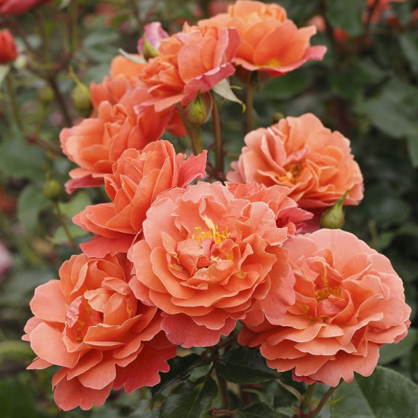 Theodor Fontane Rose®