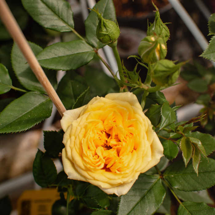 SUNBEAM FLOWER CIRCUS®