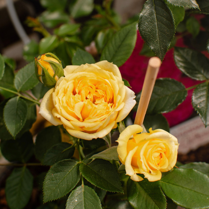 SUNBEAM FLOWER CIRCUS®