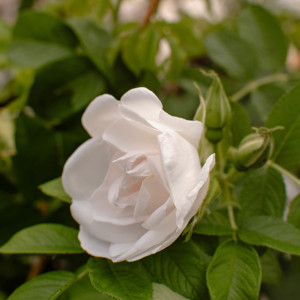 LUMI