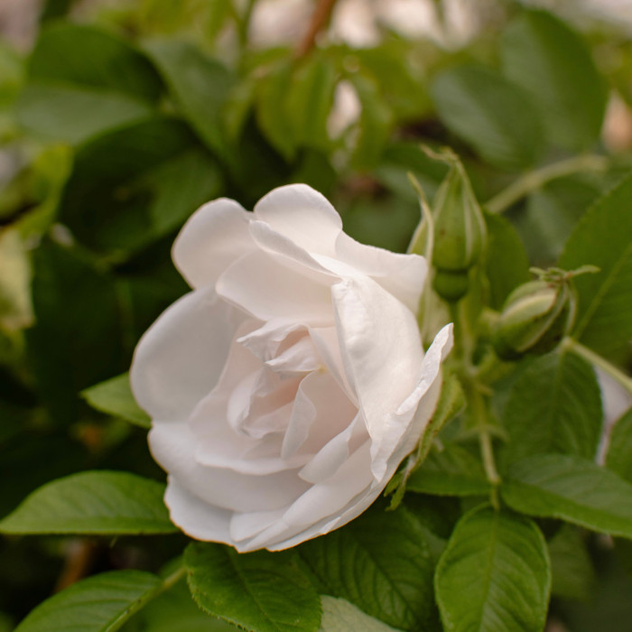 LUMI