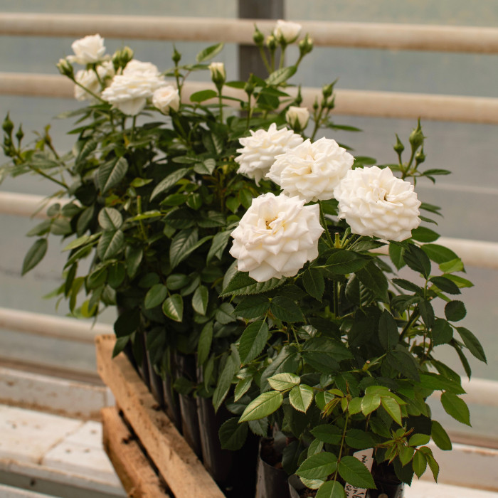 COLOMBE TERRAZZA®