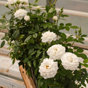 COLOMBE TERRAZZA®