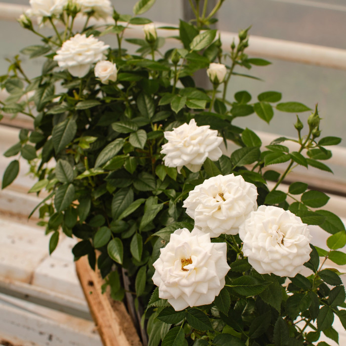 COLOMBE TERRAZZA®