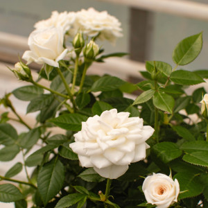 COLOMBE TERRAZZA®
