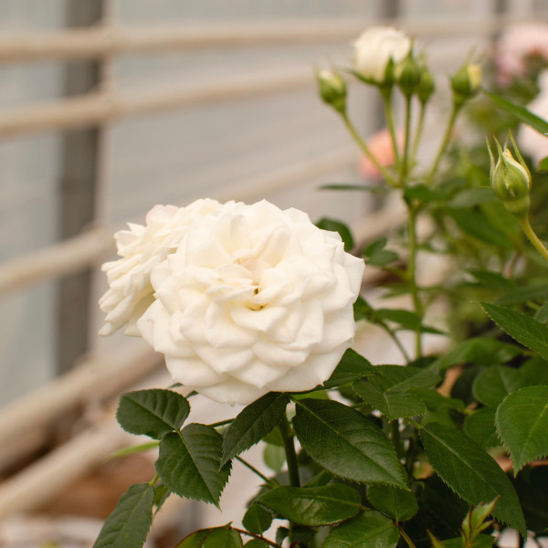 COLOMBE TERRAZZA®