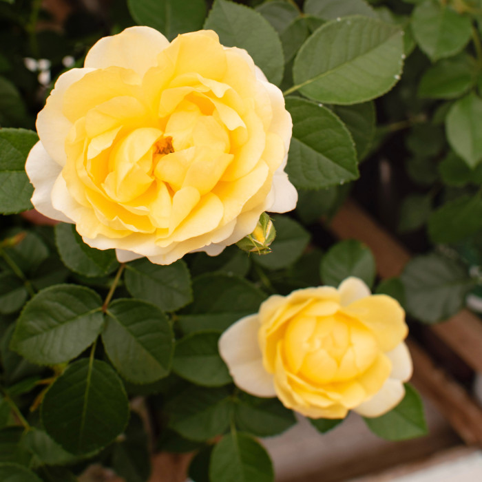 UUSI LEMON JUICY TERRAZZA®