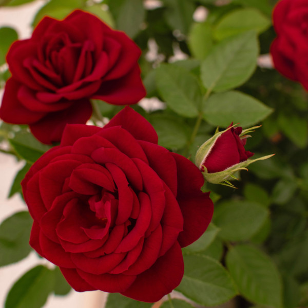 AMOUR TERRAZZA®