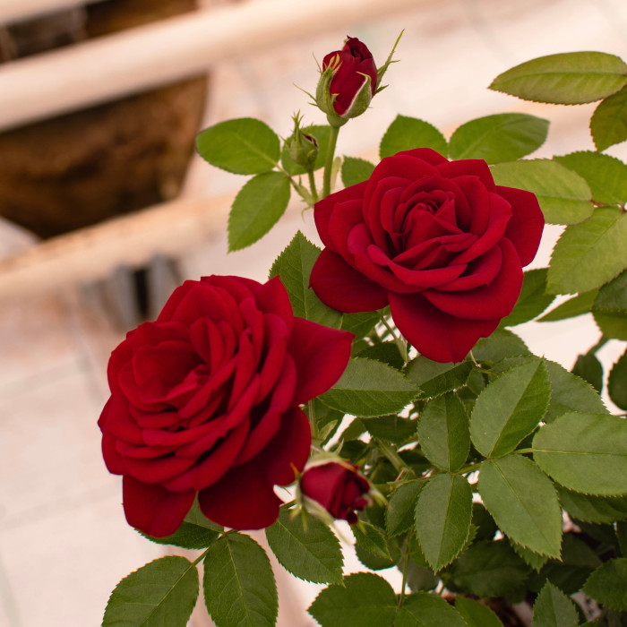 AMOUR TERRAZZA®