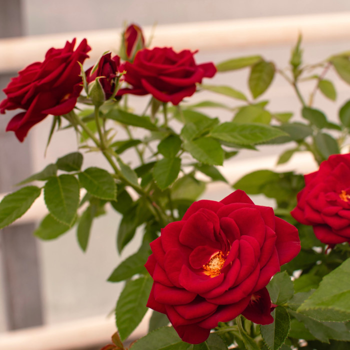 AMOUR TERRAZZA®